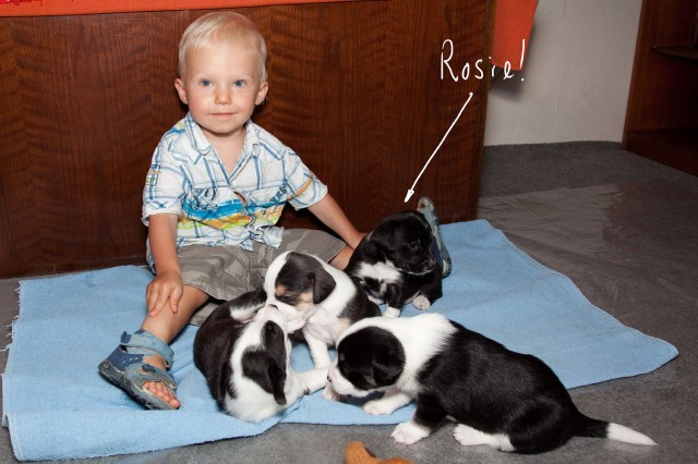 Danny with Rosie's puppies